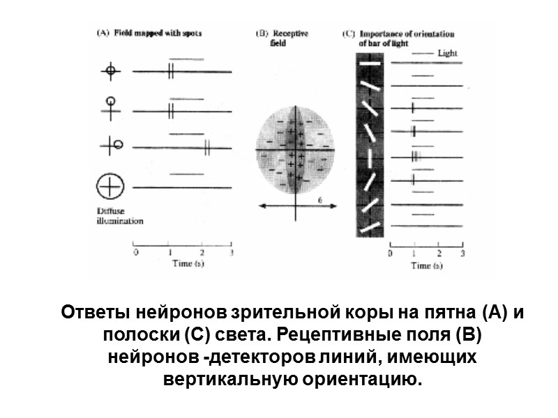 Ответы нейронов зрительной коры на пятна (А) и полоски (С) света. Рецептивные поля (В)